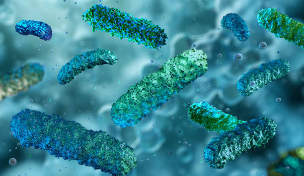 Lactobacillus, bifidobacterium, a beneficial bacteria for gut health