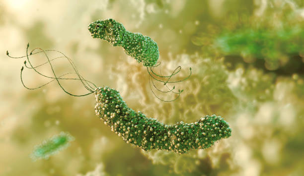 Microscopic view of Helicobacter pylori, spiral bacterium causing stomach ulcers, inflammation. Gastric health, gut disease, pathogen infection, treatment resistance. H. pylori medical research. 3D