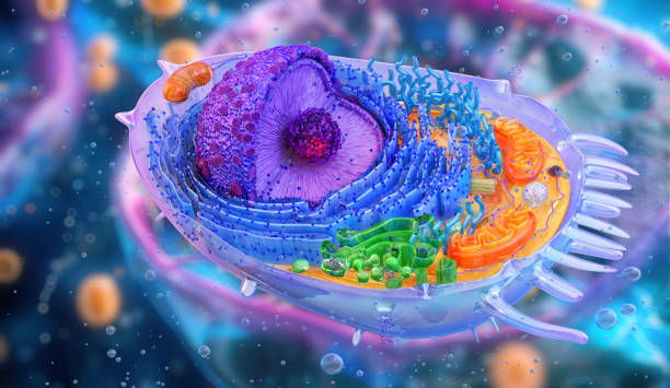 istock Human cell structure, biology medical science 2169909644