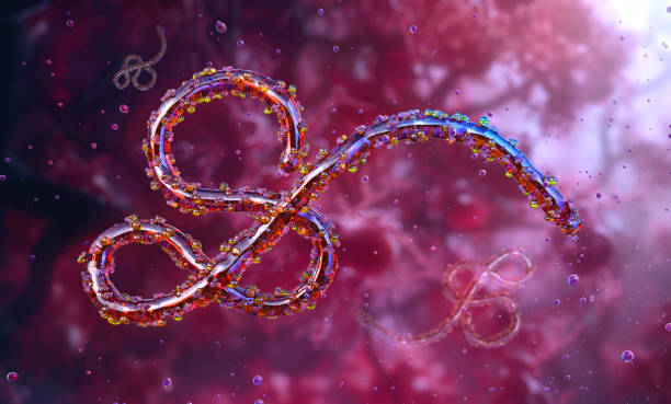 istock Ebola virus, a deadly pathogen severe hemorrhagic fever disease 2169909759