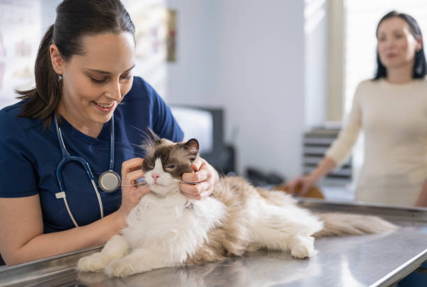 istock Veterinarian Examining Beautiful Longhair Cat 2169909939