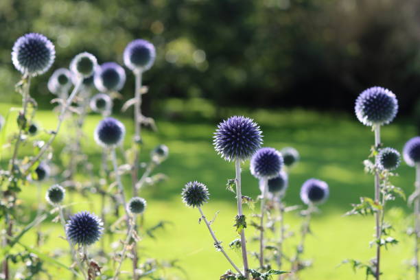 istock Blue globe thistles or echinops in a garden 2169910263
