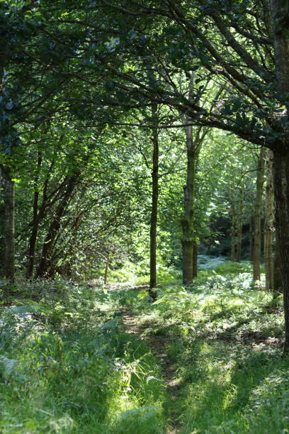 istock Path through a woodland in summer 2169910642