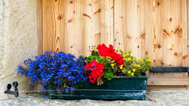 Flowers at a farm ledge