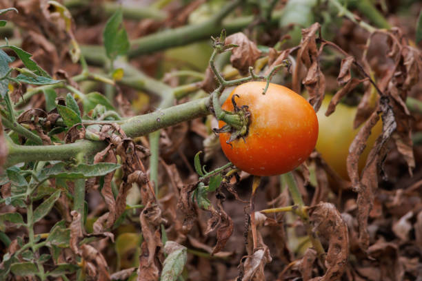 Ripe tomatoes on the tomato plant ready to eat. Lorcha, Spain