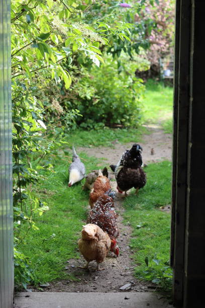 istock Group of mixed hens pecking at seed 2169912699
