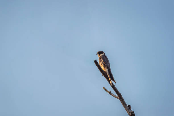 istock Wild small predator Eurasian hobby or Falco subbuteo bird closeup perched high on a tree during winter season migration at jhalana forest or leopard reserve jaipur rajasthan india asia 2169913707