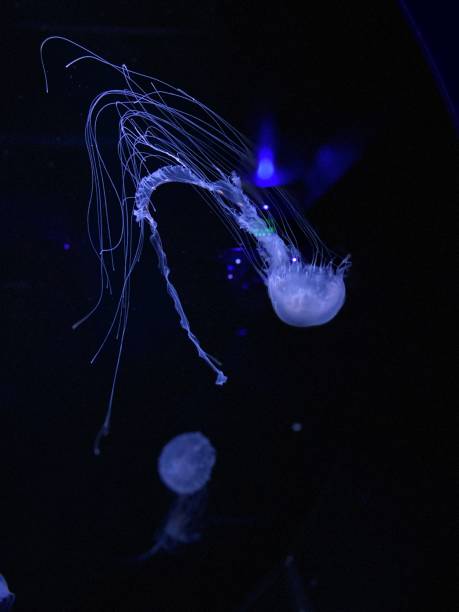 istock Jellyfish in the dark 2169914158