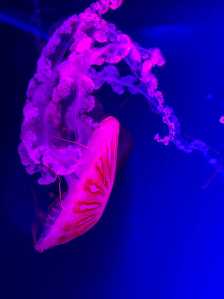 istock A beautiful jellyfish with long tentacles. 2169914180