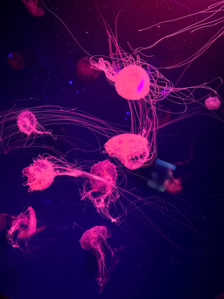 istock Jellyfish in neon colors 2169914181