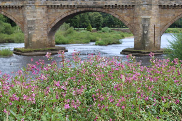 Himalayan balsam flowers growing next to a river, with a stone arched bridge in the background