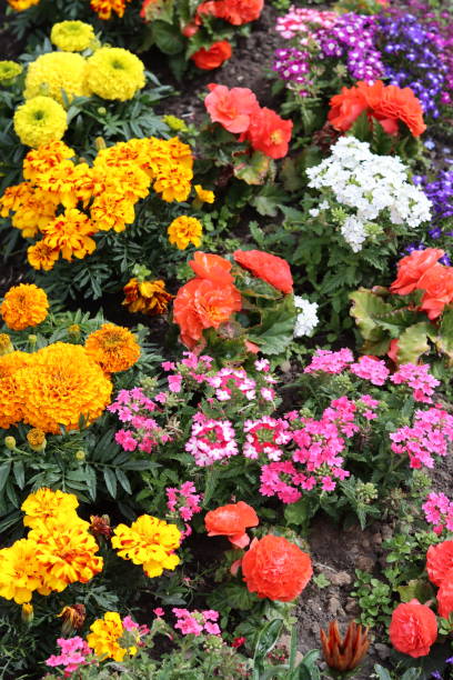 istock Colourful flower bed in a garden in summer 2169915256