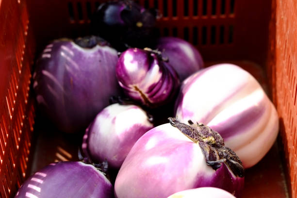 Top-down view of a heap of Brinjal (egg fruit, aubergine, Solanum melongena) for sale in a vegetable market. Overhead composition. Mandi market system in India. Farm laws.