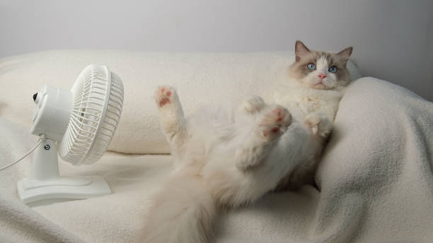 istock White cat lying on white sofa near electric fan. 2169919743