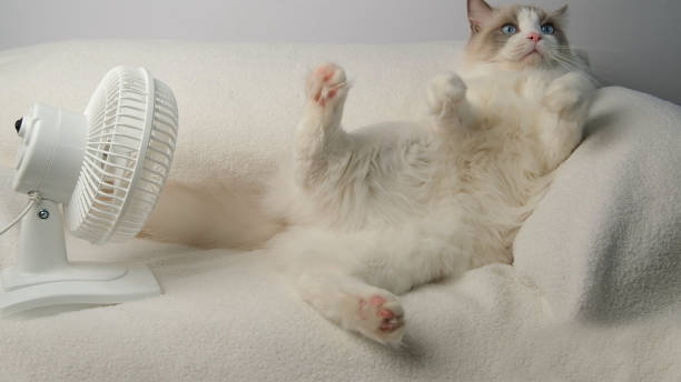 istock White cat lying on white sofa near electric fan. 2169919746