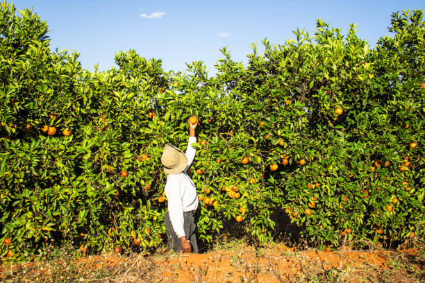 istock A young black woman picking orange fruit in an orchard 2169920305