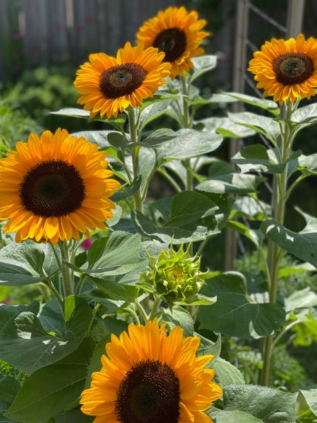 istock Sunflowers in the garden 2169924052