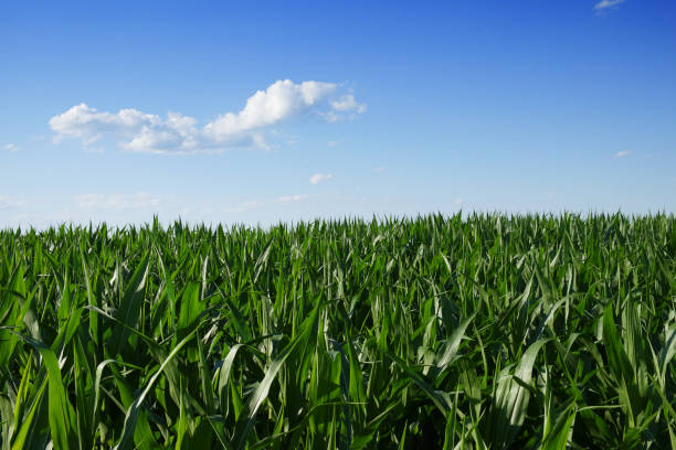 istock A cornfield under a clear blue sky. Agricultural landscape. Corn plants. 2169924304