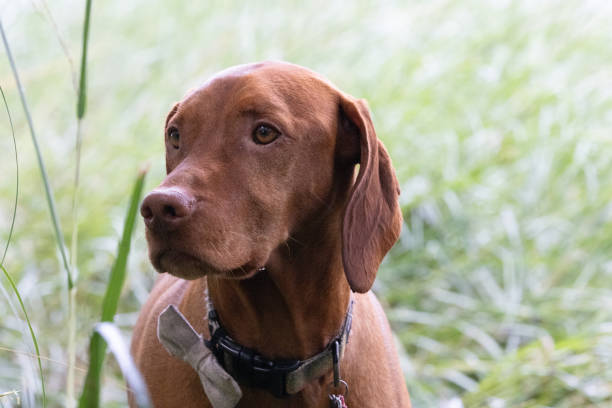 istock A vizsla Standing in Grass at Low Tide 2169926264