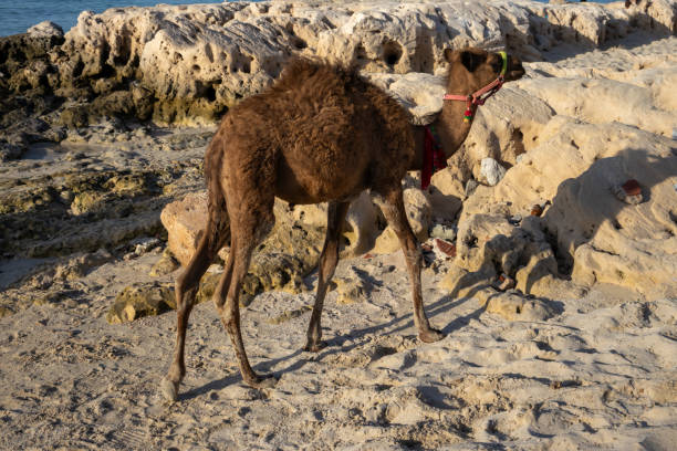 istock Baby camel on a beach, Djerba, Tunisia 2169926967