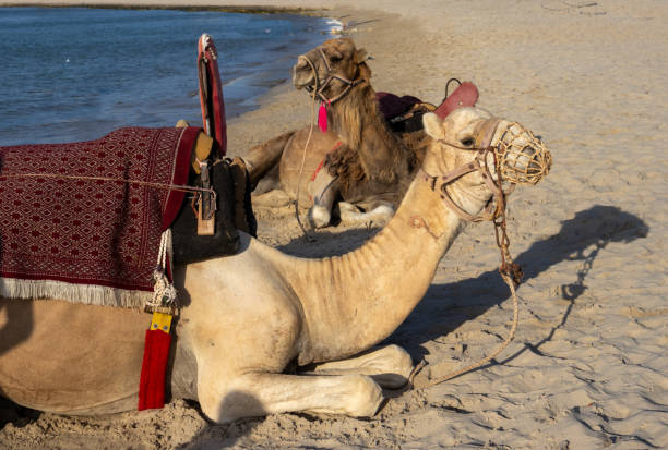 Camels relaxing before a ride for tourists on the beach of Mediterranean sea. Sunny summer day. Djerba, Tunisia, Africa.