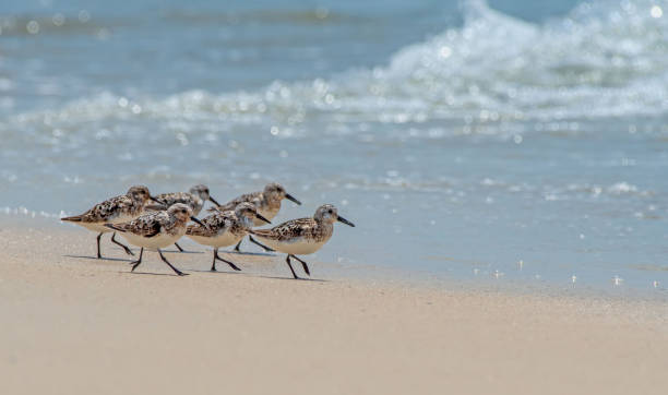 istock Sanderlings Walking Along a Florida Beach 2169928078