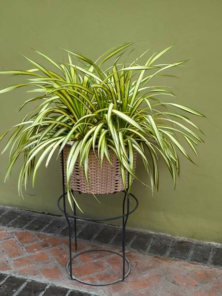 istock Tree in ceramic pot. Plants growing in pots or planters. beautiful natural home decorations. Interior design 2169928658