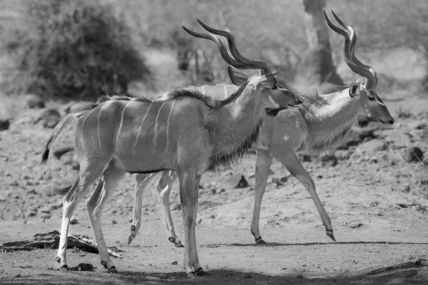 istock Male kudu antelope 2169929044