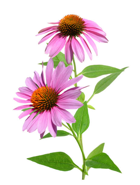 istock Branches of echinacea angustifolia flower 2169929272