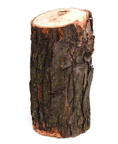 istock A standing wooden tree log on white 2169930094