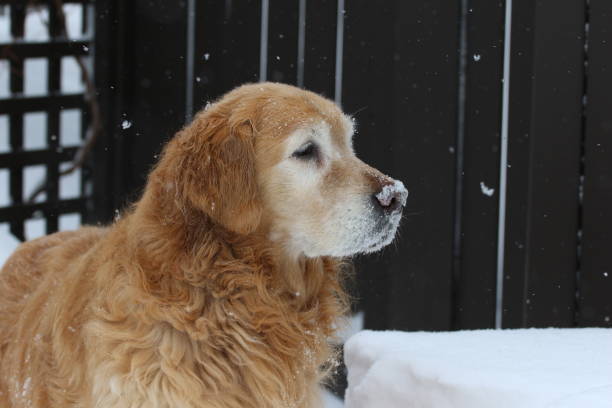 A senior golden retriever dog watches something off-screen while it snows around him.