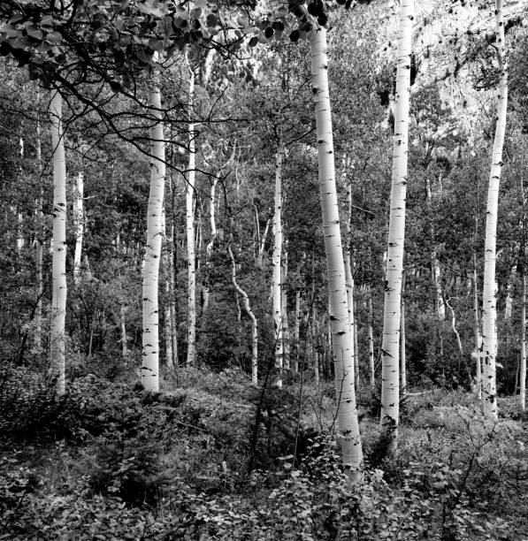 Aspen grove in the Rocky Mountains of Colorado at 10000 feet in western USA of North America. Near cities are Colorado Springs, Aspen, Vail, Breckenridge and Denver, Colorado.
