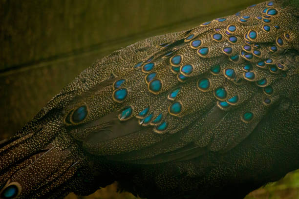 The  Germains peacock-pheasant also known as crested peacock-pheasant