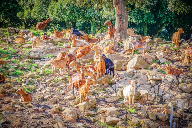 Herd of goats feeding on a sloping terrain