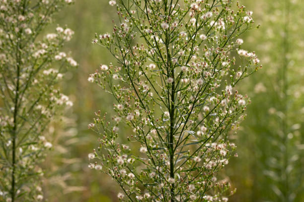 istock Delicate white field inflorescences arranged in stripes 2169933242