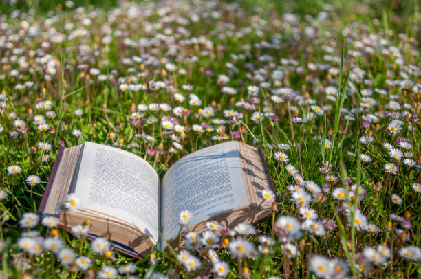 istock Open book in the daisy garden on a sunny day 2169933378