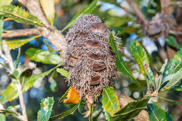 istock An old and dead Bottle Brush plant head 2169933556