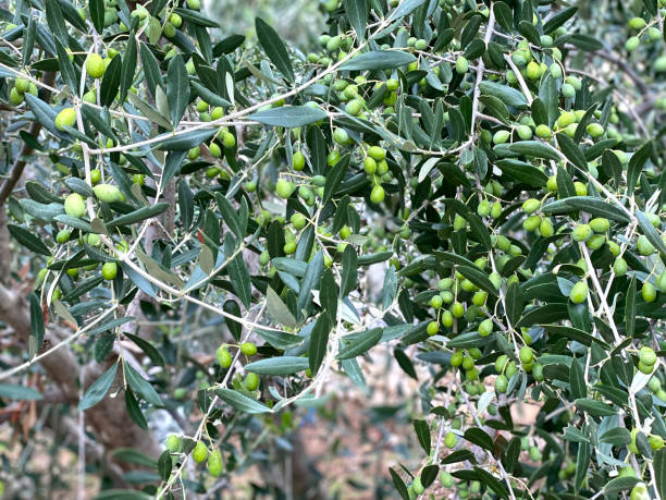 istock IMG_7235 Olives 2169933934
