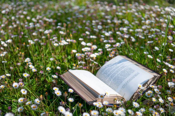 istock Open book in the grass among the daisies 2169934641