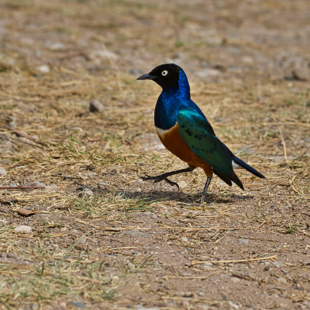 istock Starling in Africa 2169935373