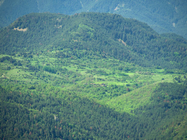 Wild green mountains covered with forests