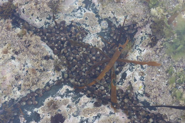 istock Looking into a clear coastal rock pool 2169937442