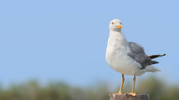 istock A Seagull (Larinae) On A Wooden Pole 2169937478