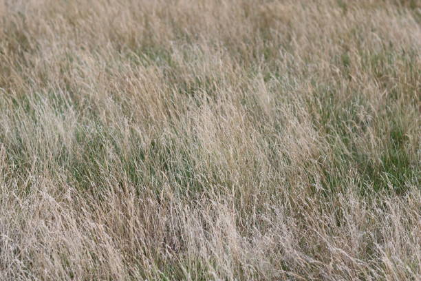 Long brown grasses in a meadow in summer
