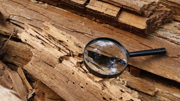 A magnifying glass on a rotting old fallen tree