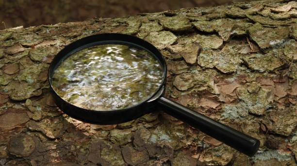 istock Magnifying glass on the trunk of a spruce with reflection 2169938908