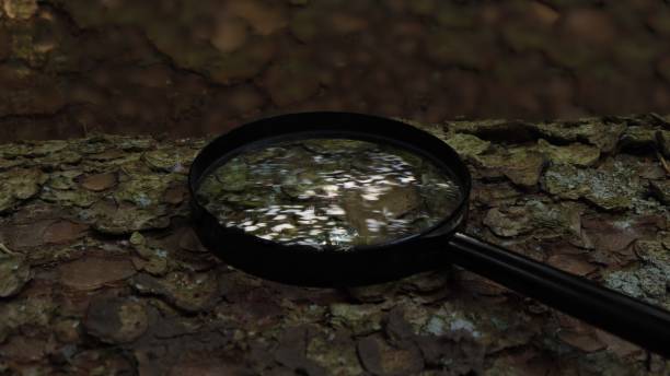 istock Magnifying glass on the trunk of a spruce 2169939130