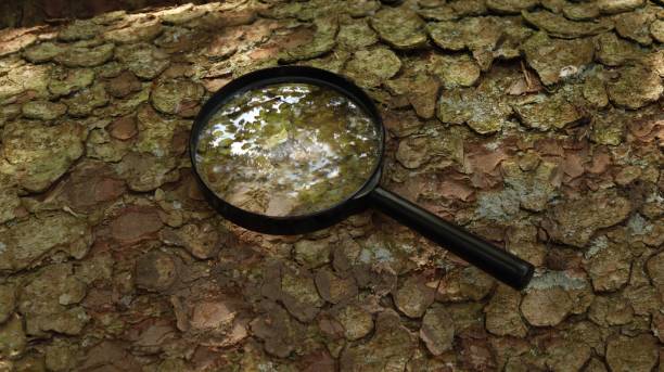 istock A magnifying glass on the trunk of a spruce 2169939290