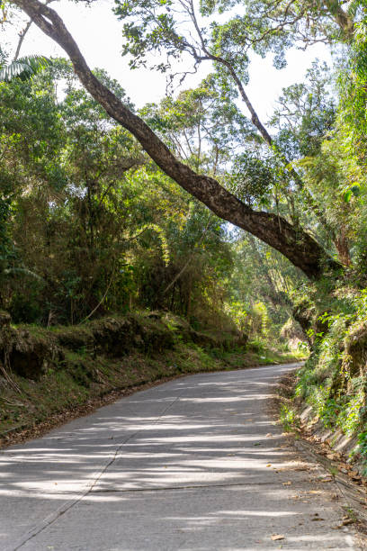 istock Road in a tropical rainforest 2169940440