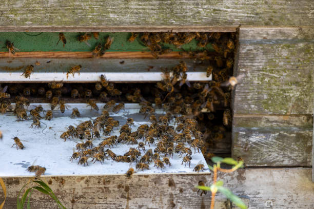 istock Busy Beehive Entrance with Honeybees 2169940825